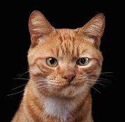 cyxy777的个人资料头像