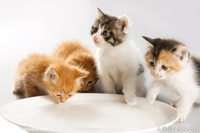 论铲屎官的最高境界