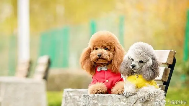 论铲屎官的最高境界