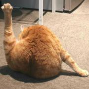 失去梦想的大鸡腿的个人资料头像