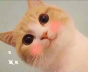 不会JS的前端程序猿的个人资料头像