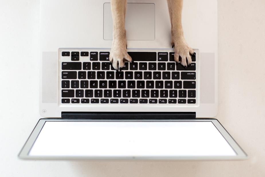 business-dog-paws-on-keyboard_925x.jpg
