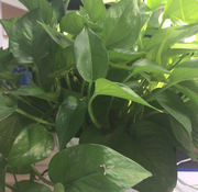 zhouec的个人资料头像