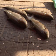 TonyloveStudy的个人资料头像