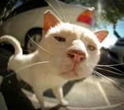 wuseo的个人资料头像