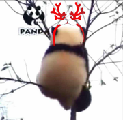 PandaAlice的个人资料头像