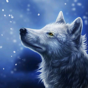 夜狼的个人资料头像