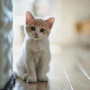 CoCo_Mr的个人资料头像