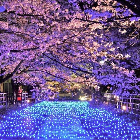 kora于2018-03-30 00:47发布的图片