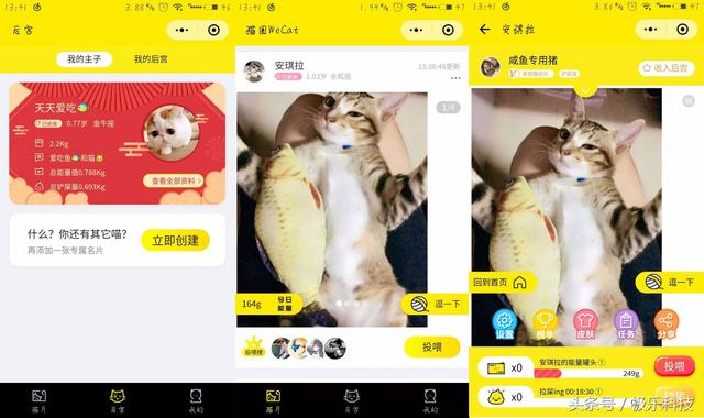 喵星人驾到，这些小程序才是吸猫大法的正确打开方式