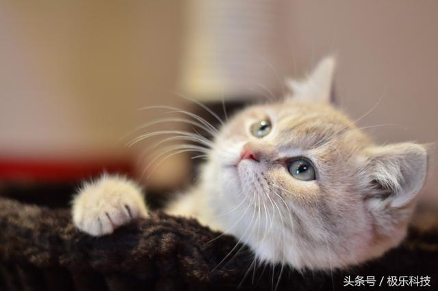 喵星人驾到，这些小程序才是吸猫大法的正确打开方式