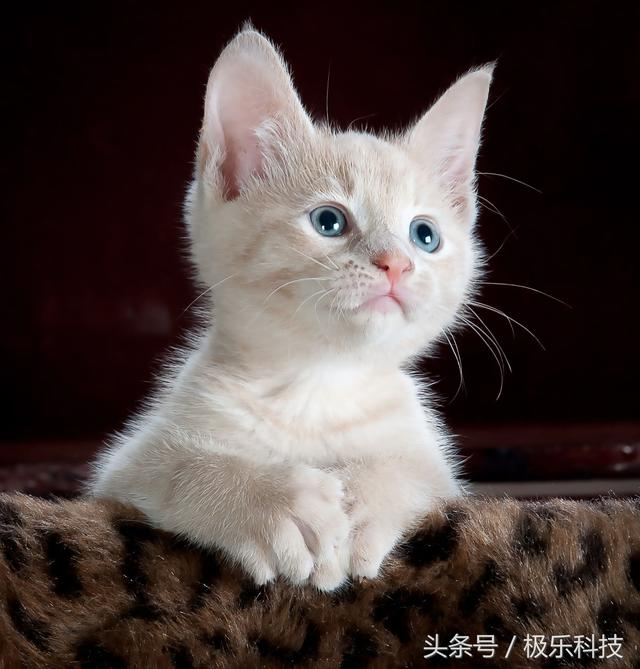 喵星人驾到，这些小程序才是吸猫大法的正确打开方式