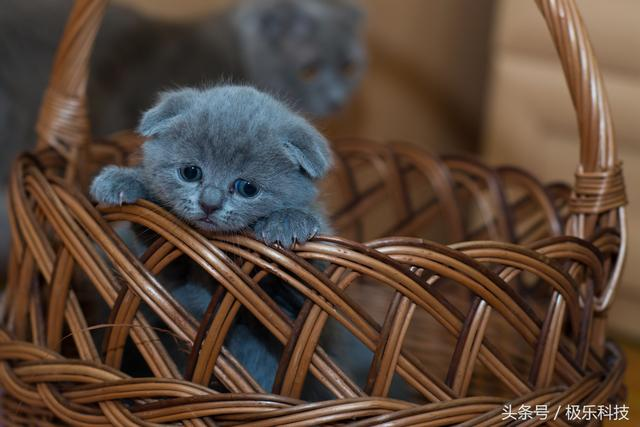 喵星人驾到，这些小程序才是吸猫大法的正确打开方式