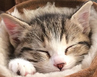 0e5921fbc086c68266c7896c3e5168ee214f1c23