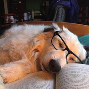 yellow2dong的个人资料头像