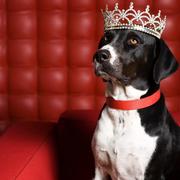 图徒kevin的个人资料头像