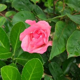 CaiGo于2018-04-14 08:21发布的图片