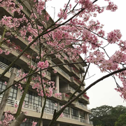 海棠依旧芳香的个人资料头像