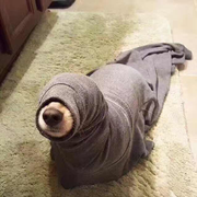 _Cecilia的个人资料头像