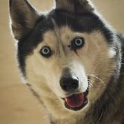 帅出天际的个人资料头像