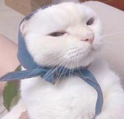 PerfyLeo的个人资料头像