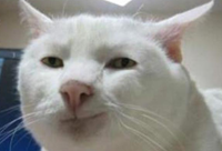 本文虽短，节操满满