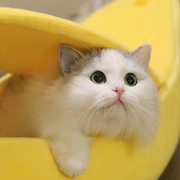 DR_K的个人资料头像