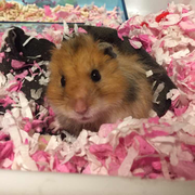 lw604217818的个人资料头像