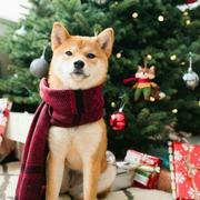 只有一个蛋的个人资料头像