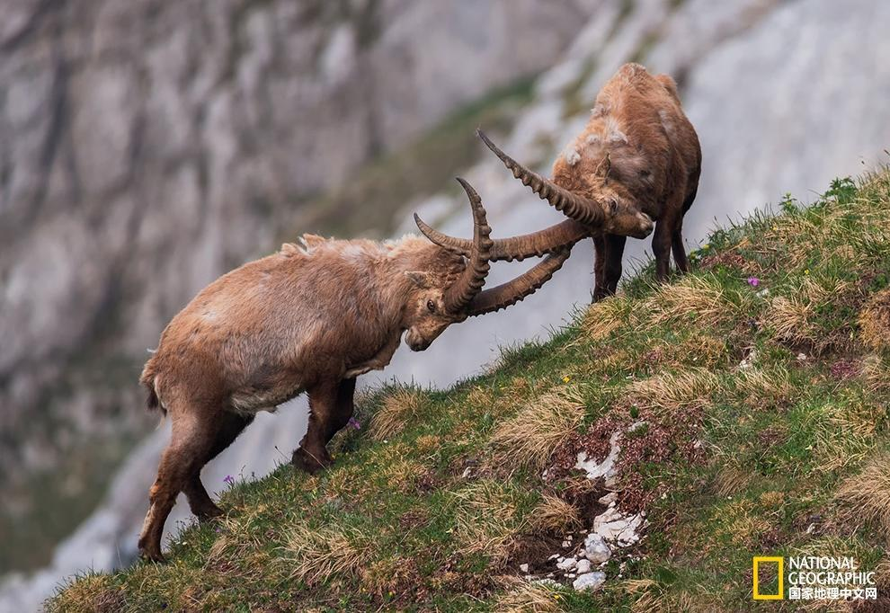 图片来自www.ngchina.com.cn网