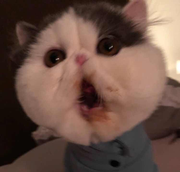 LoManCi的个人资料头像