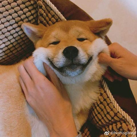 NoPingWest更新于2018-04-09 21:20发布的图片
