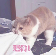 98k消音的个人资料头像