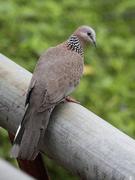 dcaisc的个人资料头像