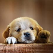 xianmengadc的个人资料头像