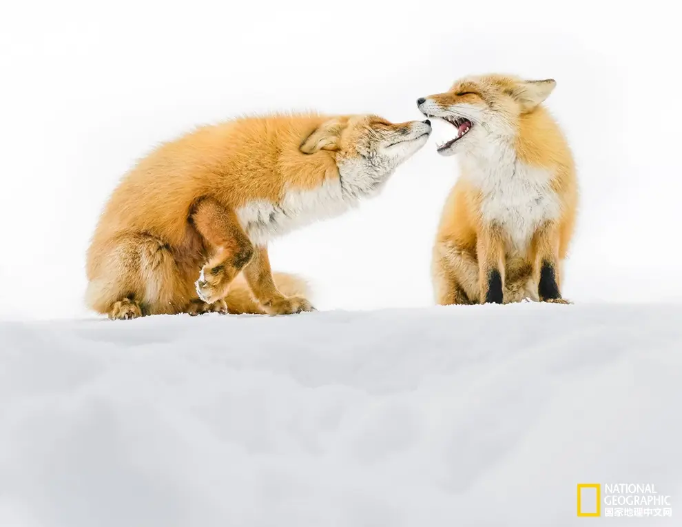 图片来自：http://www.ngchina.com.cn/