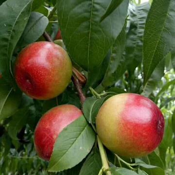 睡不醒丶于2018-05-24 15:11发布的图片