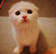 糯拉拉的个人资料头像