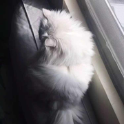 Cicy46282的个人资料头像