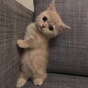 enrica的个人资料头像