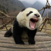 流浪者Zen的个人资料头像