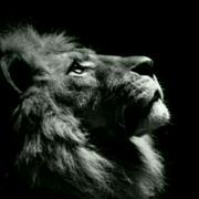 特斯拉的个人资料头像