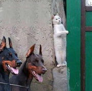 乖乖站好的个人资料头像