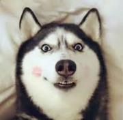 sunha1yang的个人资料头像