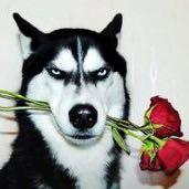 参天的个人资料头像