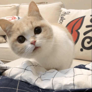 小咪咪的个人资料头像