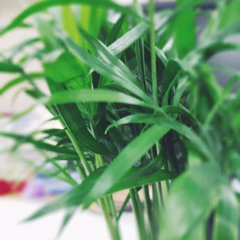 CaiGo于2018-07-12 11:09发布的图片