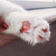 我家狗狗叫乖的个人资料头像