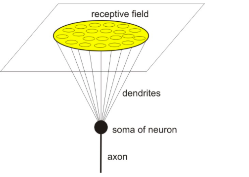 神经元的感受野。- 来源：http：//neuroclusterbrain.com/neuron_model.html