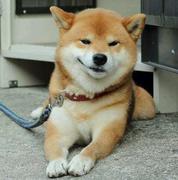 霍恩海姆的个人资料头像